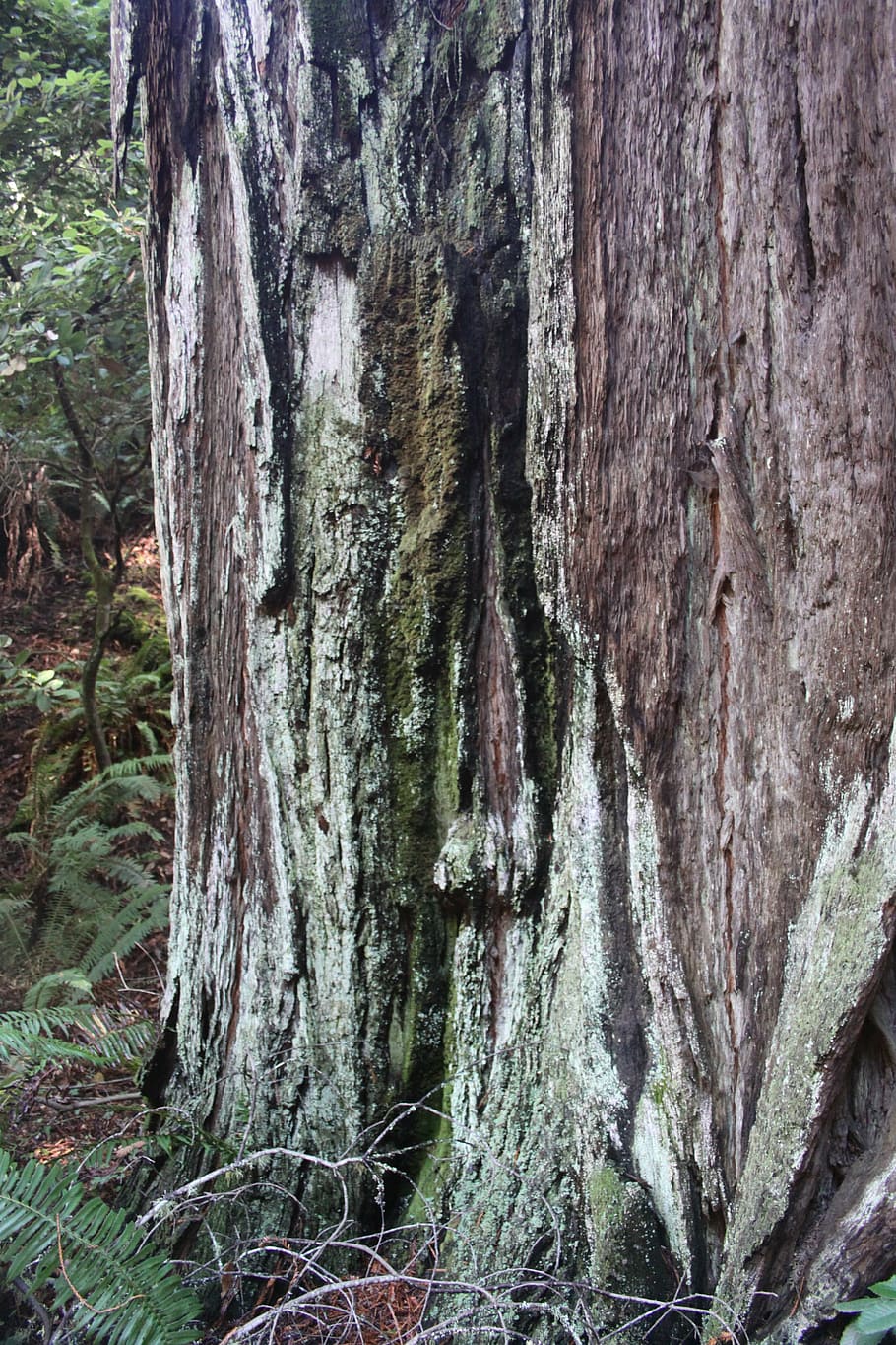 muir woods, forest, tree, bark, trunk, park, muir, landscape, california, nature