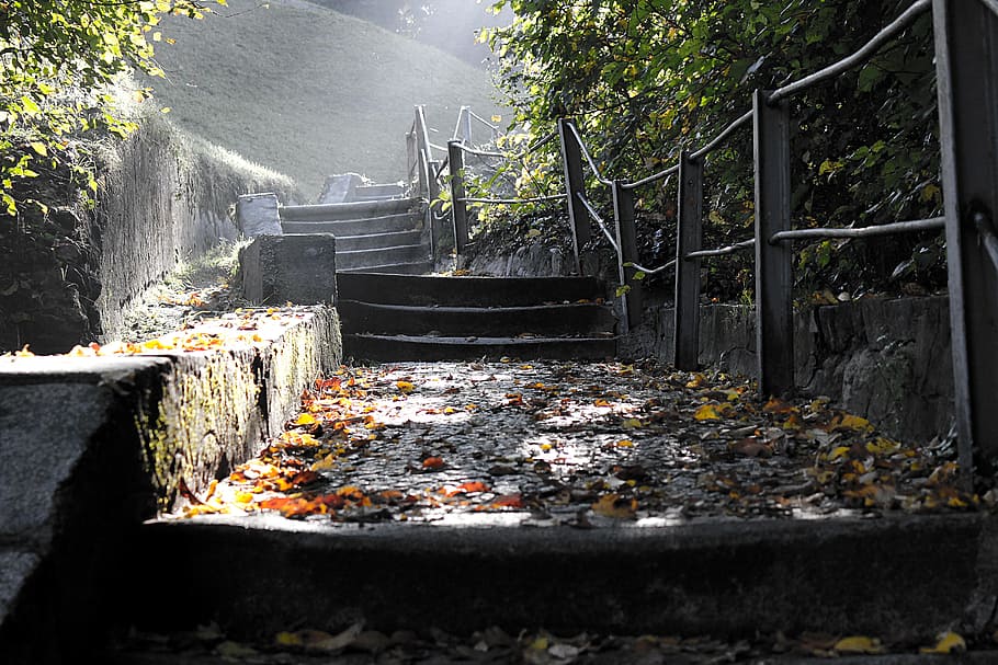 trail, surrounded, withered, leaves, staircase, stairs, mystical, fairy tales, sun, shadow