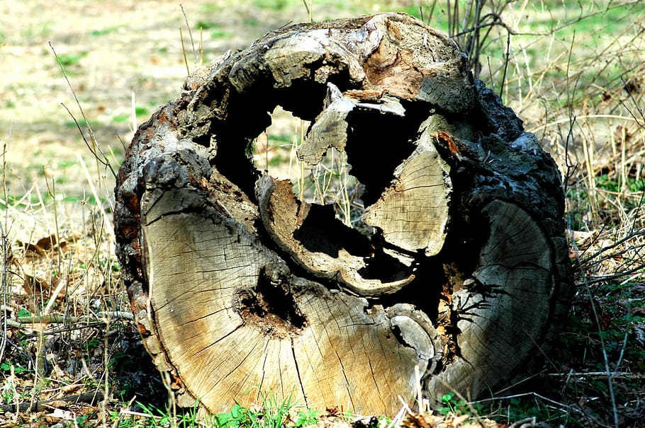 árbol enfermo, derrotado, prado, árbol, bosque, tierra, primer plano, naturaleza, planta, madera - material