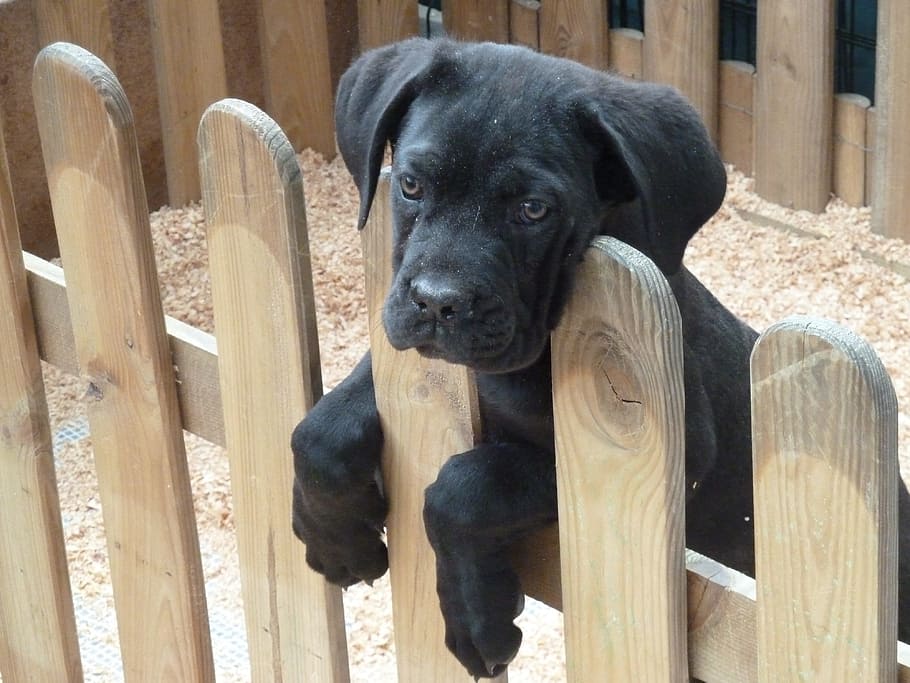 black, labrador retriever puppy, leaning, wooden, pen, dog, friend, animal, pet, fur