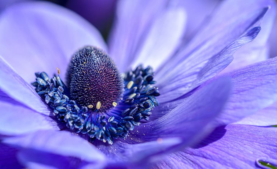 purple, petal, flower, bloom, nature, plant, flowering plant, freshness, close-up, beauty in nature