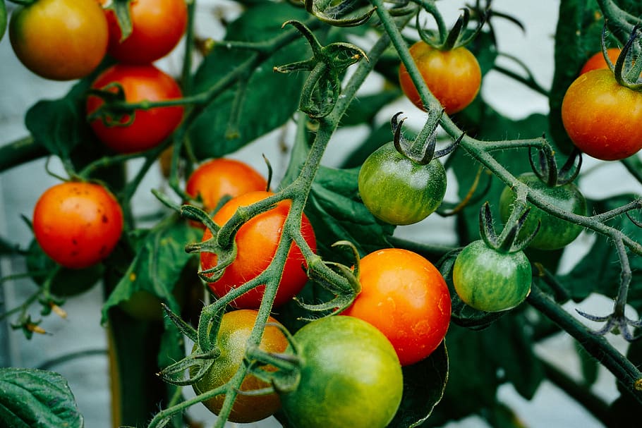 planta, verde, vermelho, tomate, fruta, vegetal, saudável, comida, salada, fresco