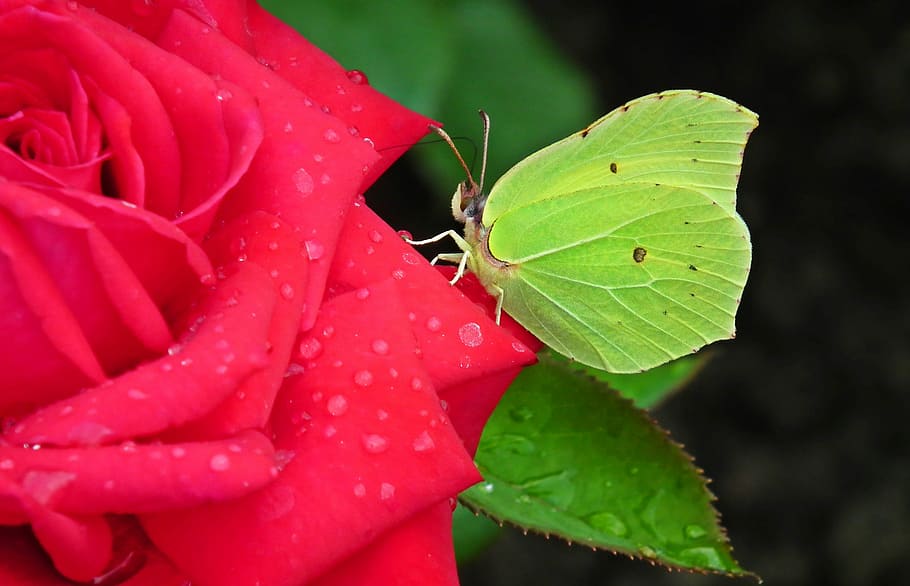 butterfly, insect, sulphur butterfly, macro, nature, flower, rose, red, drops, plant