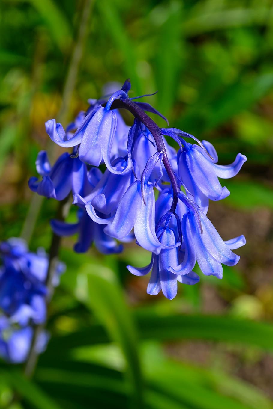 blue, hyacinths selective-focus photography, bluebell, bluebells, flowers, season, lovely, beautiful, purple, nature