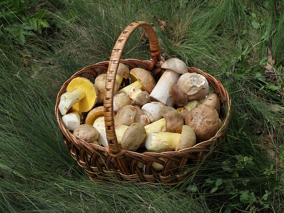 mushrooms, basket, grasses, porcini, summer cep, iodine bolete, fungus, food, forest, harvest