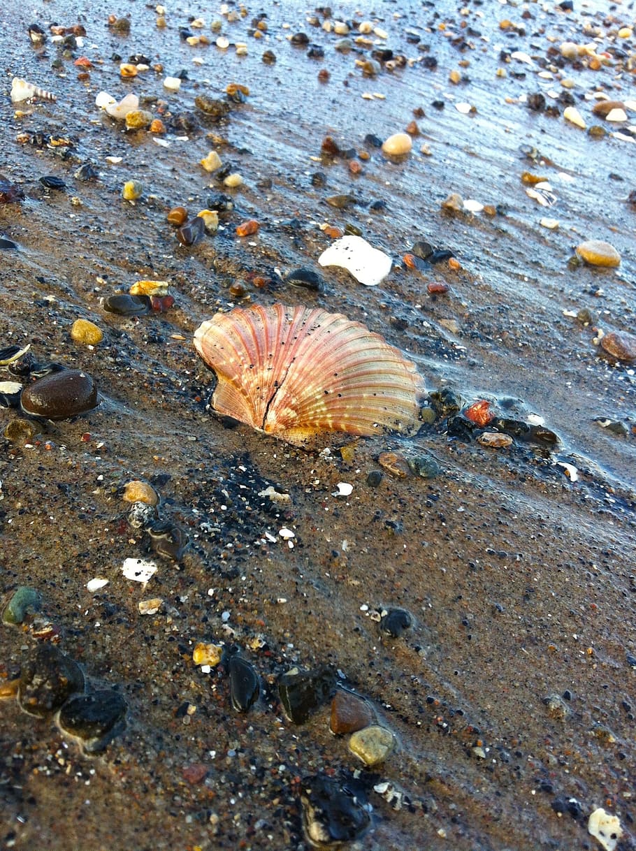 seashells, portobello, scotland, beach, animal wildlife, shell, animal, animal themes, animal shell, animals in the wild