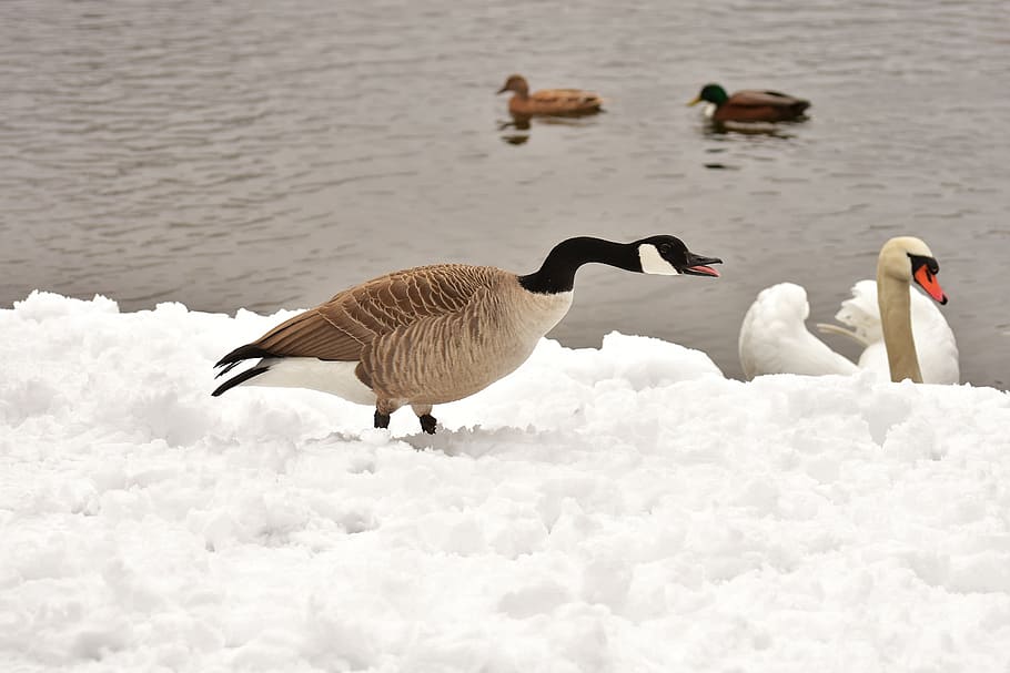 goose, swan, ducks, waterfowl, poultry, snow, plumage, winter, winter mood, birds