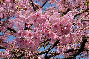 Fotos fotografía del árbol de sakura libres de regalías | Pxfuel