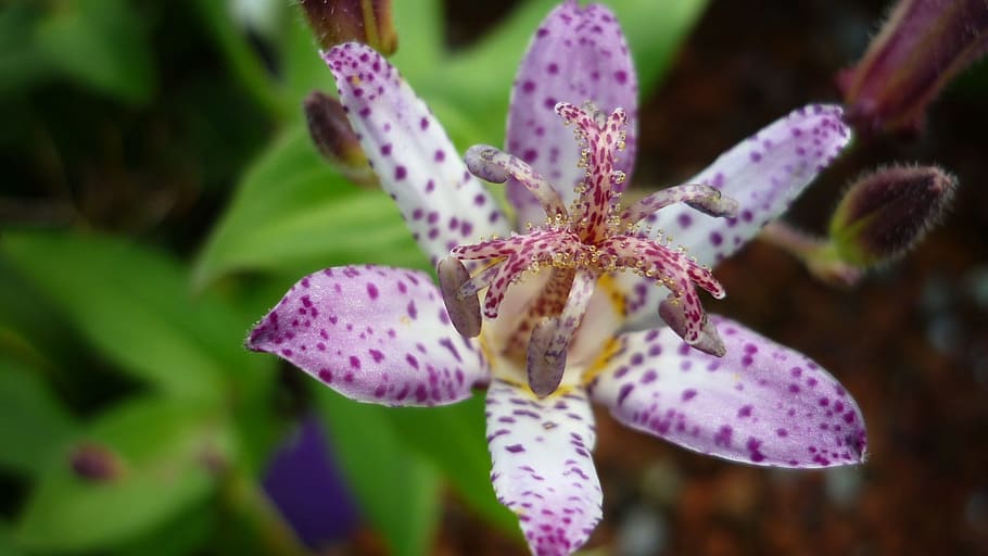 tricyrtis hirta, flower, orchid-similar, white, blossom, bloom, purple, points, flower garden, summer