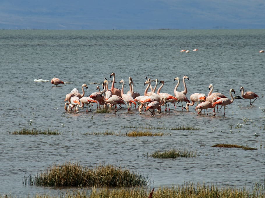 argentina, patagonia, calafate, attraction, tourism, scenery, pink, flamingo, bird, nature
