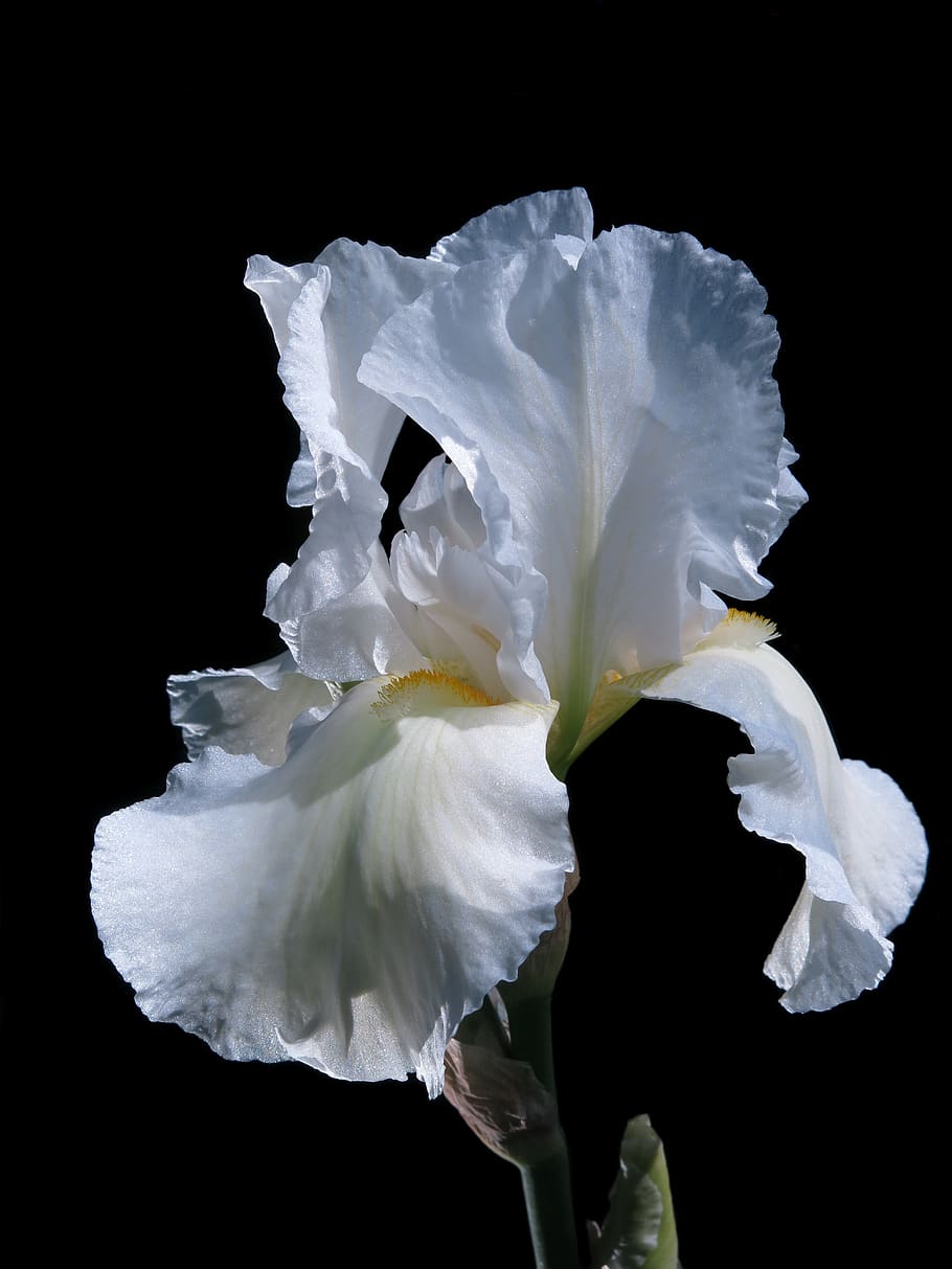 iris de barba alta, iris, flor, florecer, cerrar, schwertliliengewaechs, blanco, fondo negro, planta floreciendo, vulnerabilidad