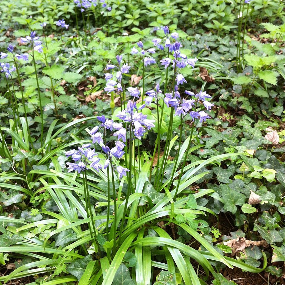 bluebells, flowers, blue, small, flowering, plants, bell flowers, blue bell flowers, blssoms, blooms