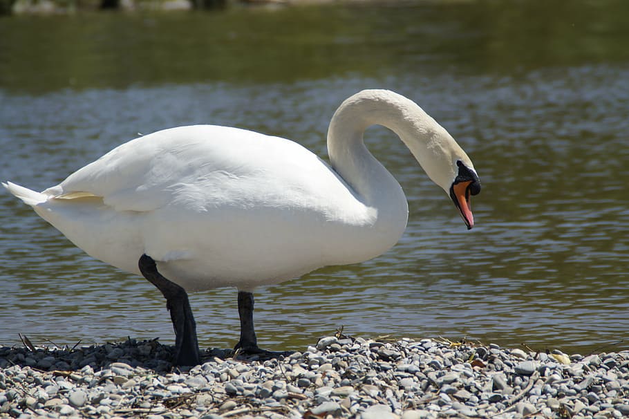 swan, white, bank, bird, water, water bird, animal, lake, white swan, schwimmvogel