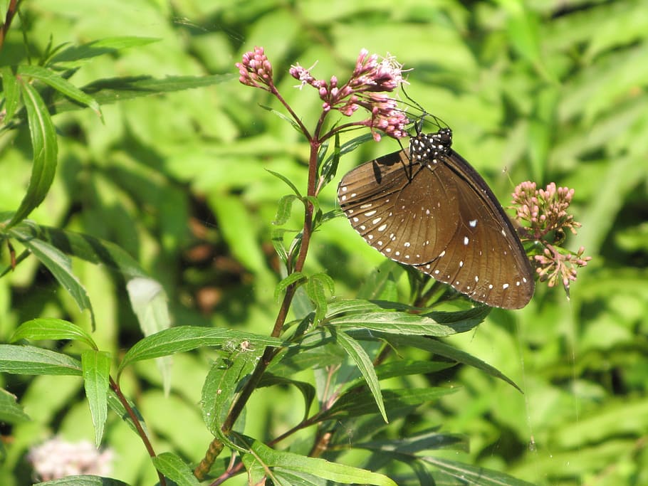 Насекомые растения. Бабочки и завод. Butterfly Plant.