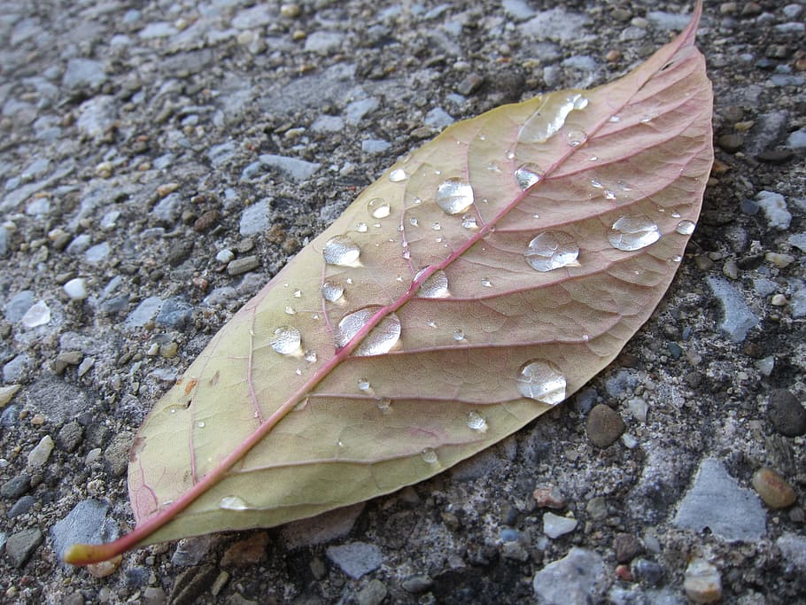 Leaf, Plant, Veins, Water, Drops, autumn, drop of water, droplet, liquid, waterdrop