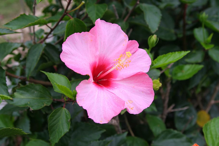 Hibisco, rosa, refrescante, viento de otoño, subtropicales, isla ishigaki, okinawa, japón, islas periféricas, flor