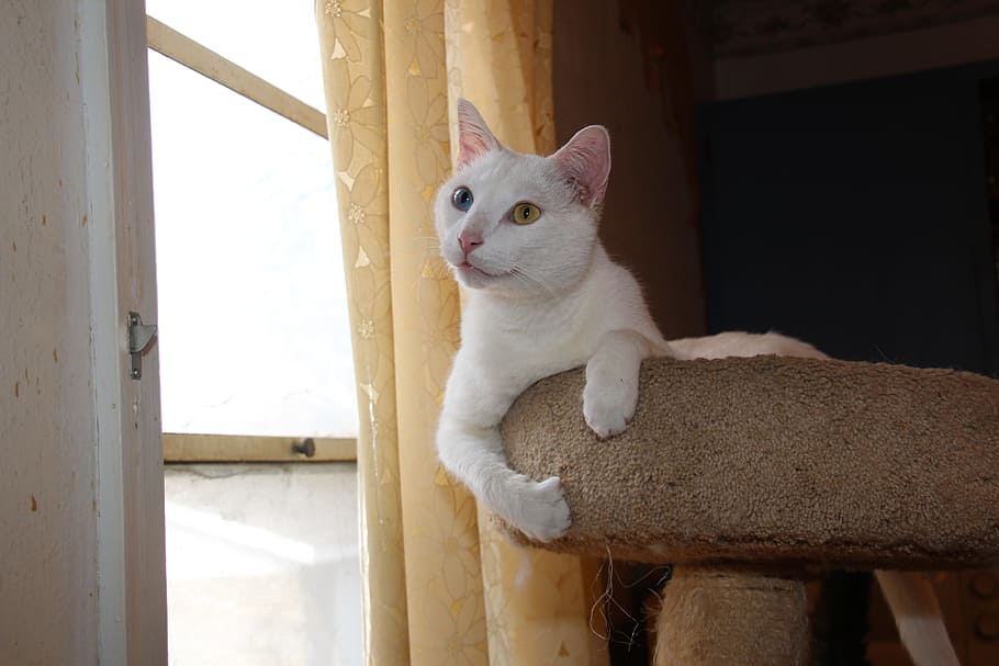 cat, kitty, white, white cat, odd eyed, blue eye, yellow eye, cat tree, pets, one animal