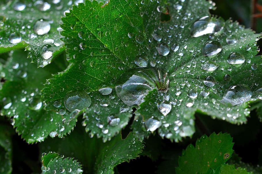 Silver, Coat, Leaf, Plant, silver coat, mountain flower, silbermaenteli, raindrop, drop of water, close