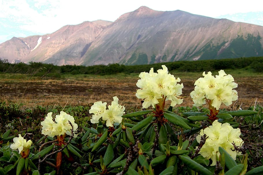 flowers, rhododendrons, mountains, volcano, the foot, summer, nature, height, travel, mountain plateau