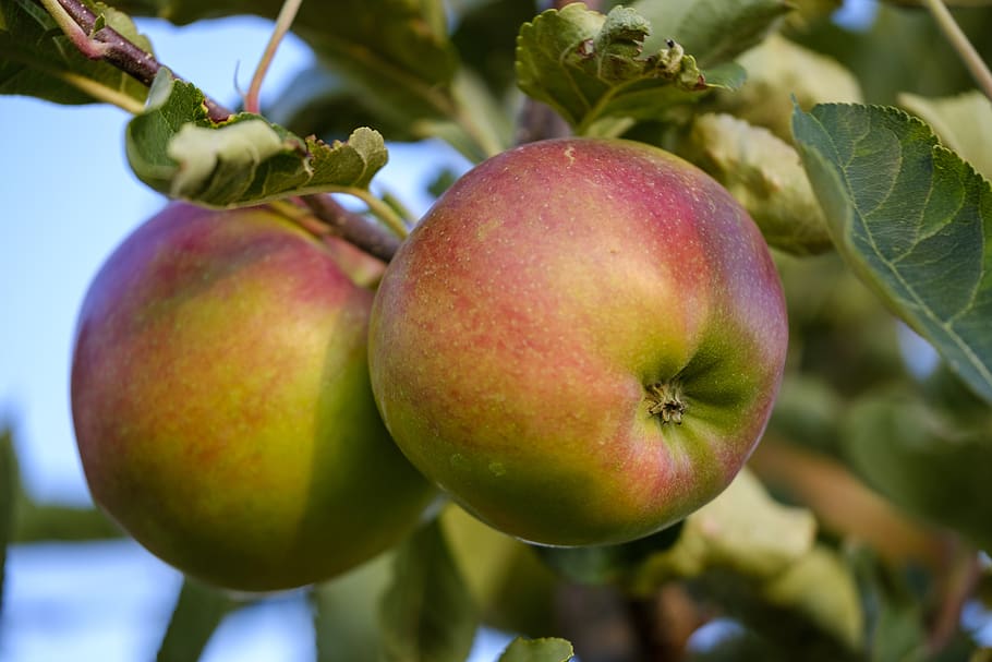 apel, buah, buah pome, matang, sehat, Vitamin, Makanan, pohon, cabang, manis