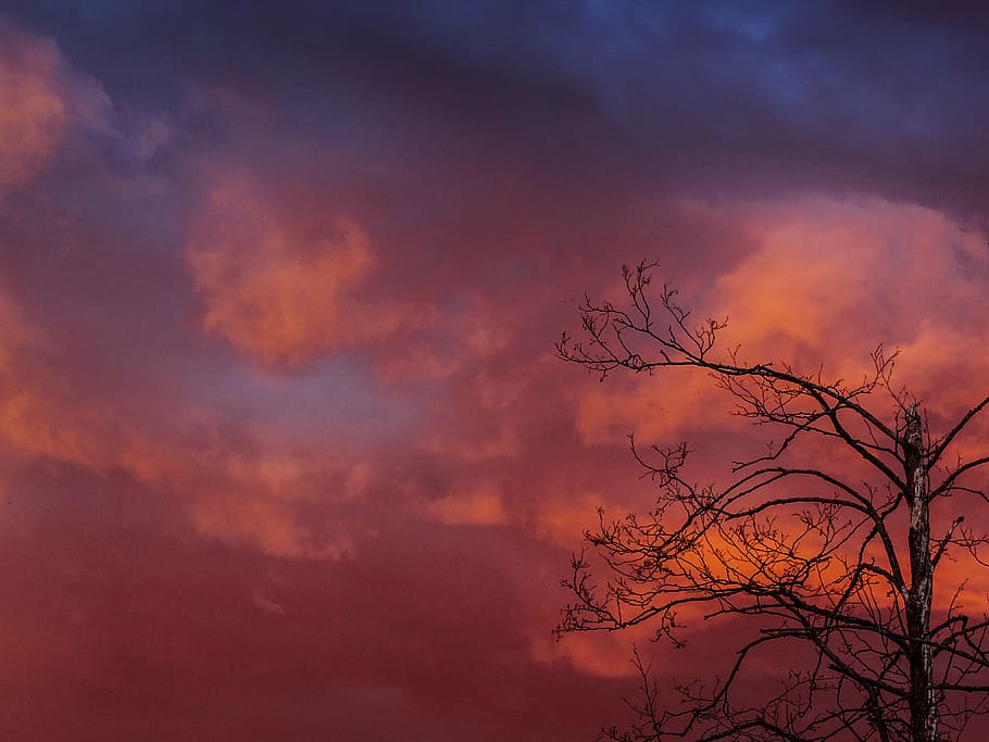 silhouette, leafless tree, orange, cloudy, sky, daytime, withered, tree, cloud, background
