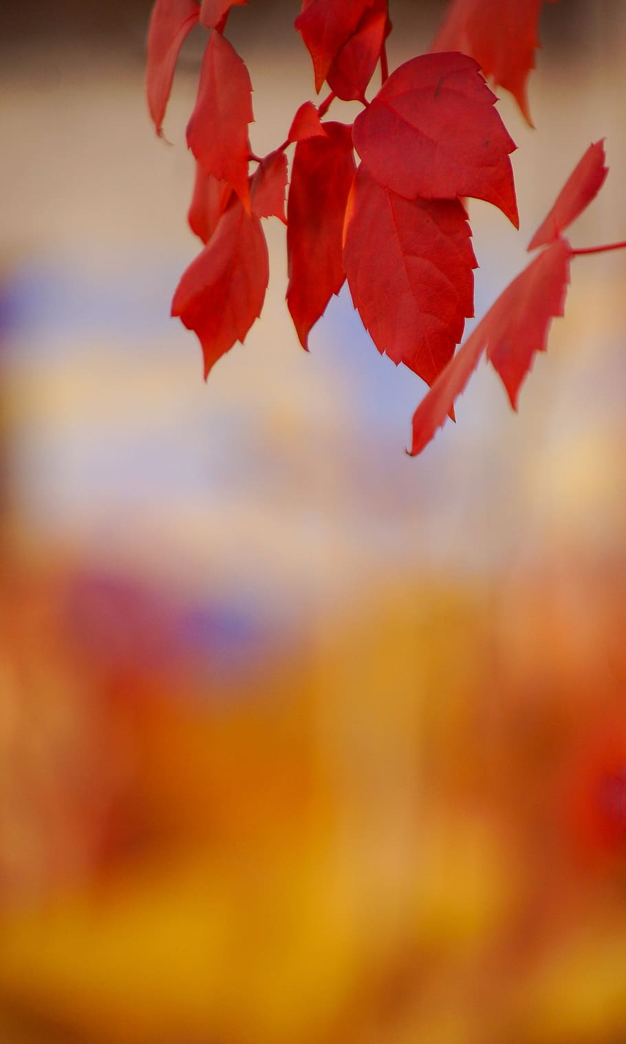 color, yellow, leaves, autumn, gradient, colorful, nature, background, colors, orange