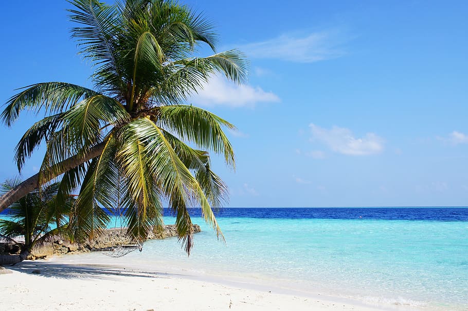 coconut palm tree, seashore, maldives, sea, blue, palm, ocean, sky, beach, travel