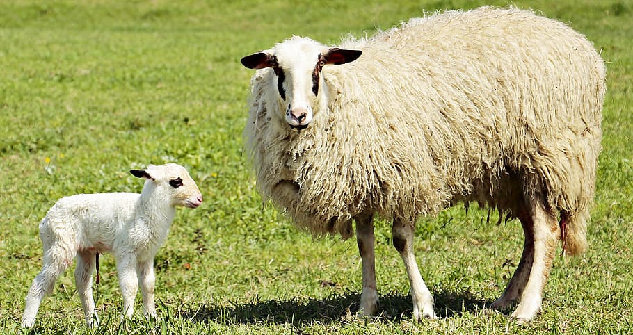 白, ベージュ, 子羊, 子供, トップ, 芝生フィールド, 羊, 動物, かわいい, 甘い