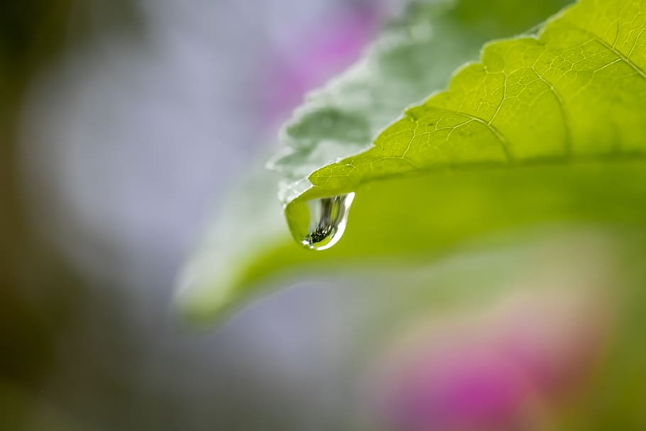 leaf, drip, dew, drop of water, plant, green, raindrop, macro, close up, wet