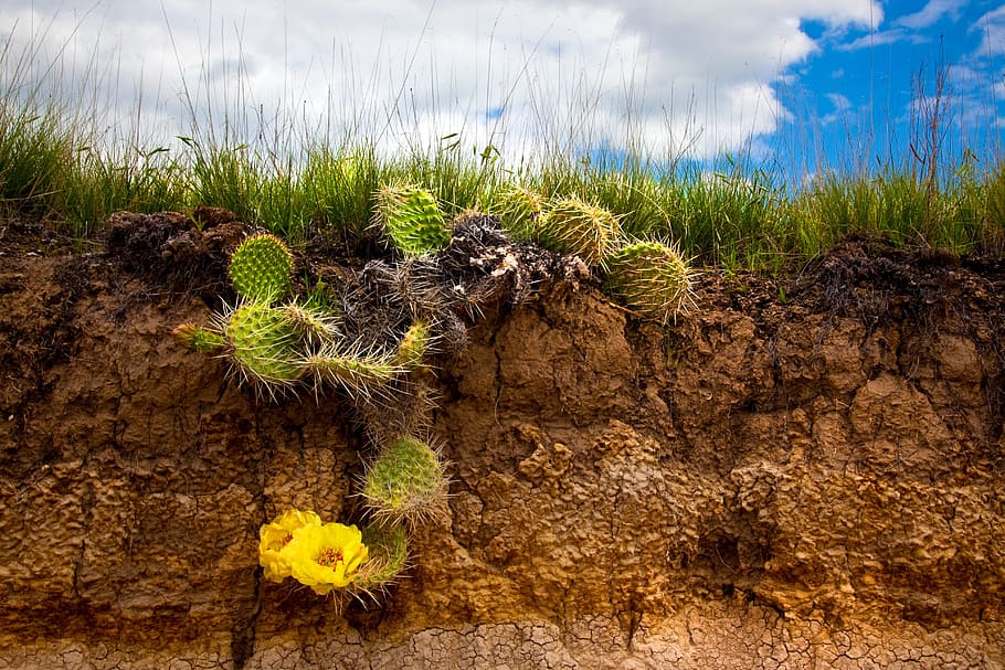 Cactus, flor, naturaleza, desierto, planta, nube - cielo, nadie, hierba, día, crecimiento