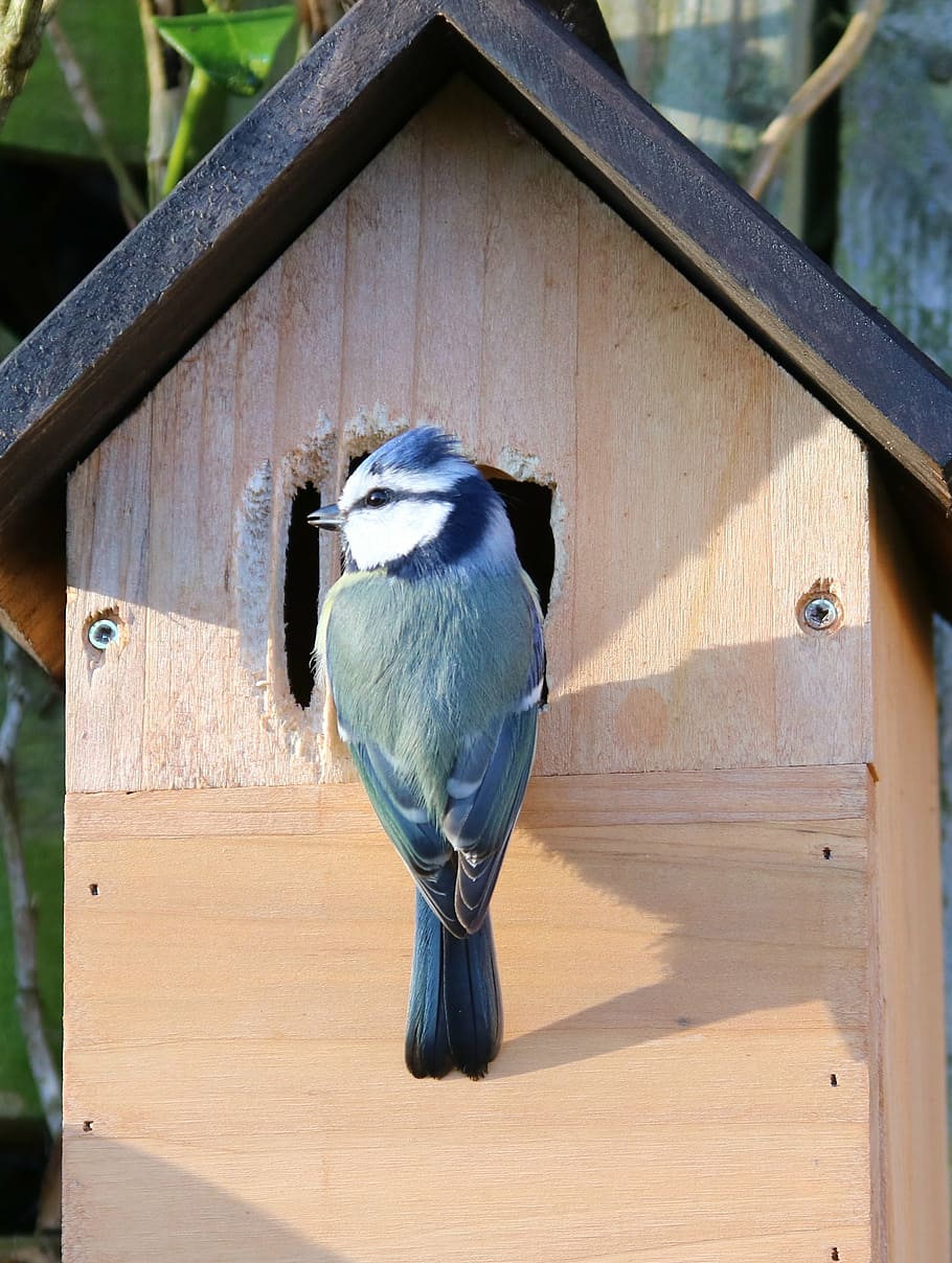 bird, perched, birdhouse, blue tit, nesting, nest box, male, tit, nest, blue