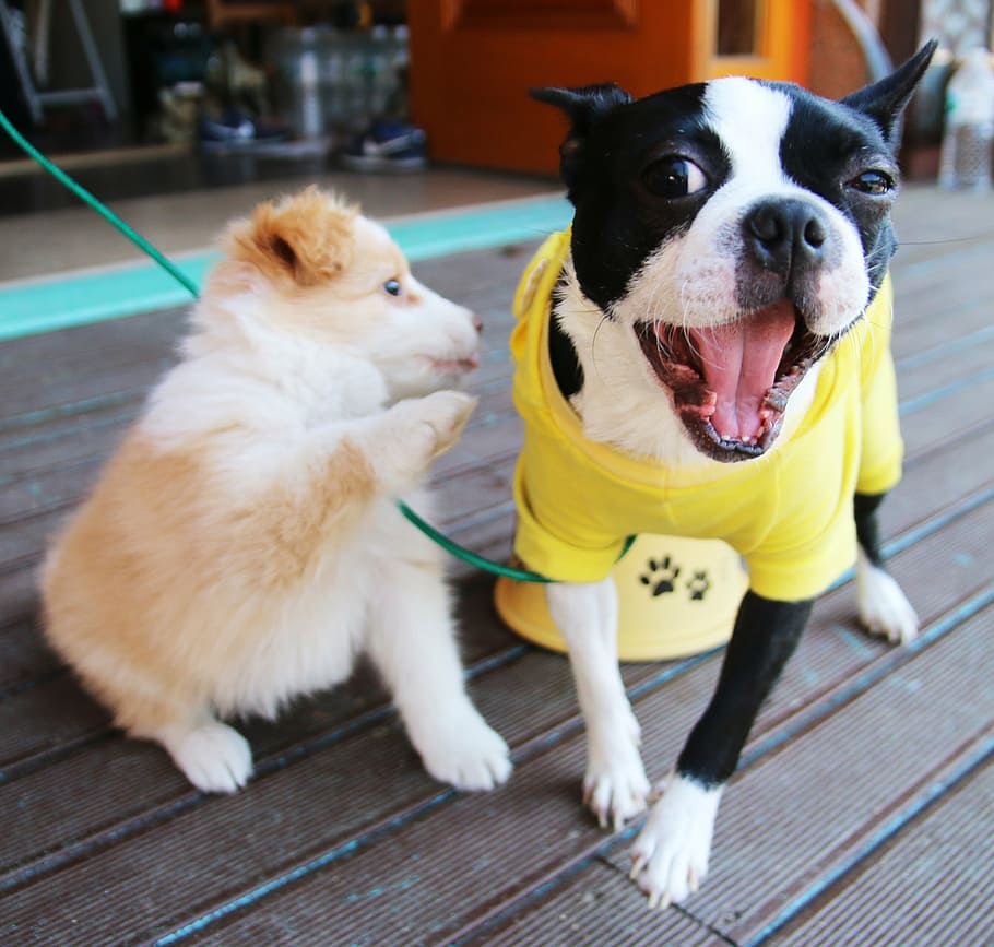 boston terrier, australian shepherd puppy, bonjour xiufeng - downtown, puppy, dog cafe, gyeonggi do, guangzhou, dog hotel, dog, pets