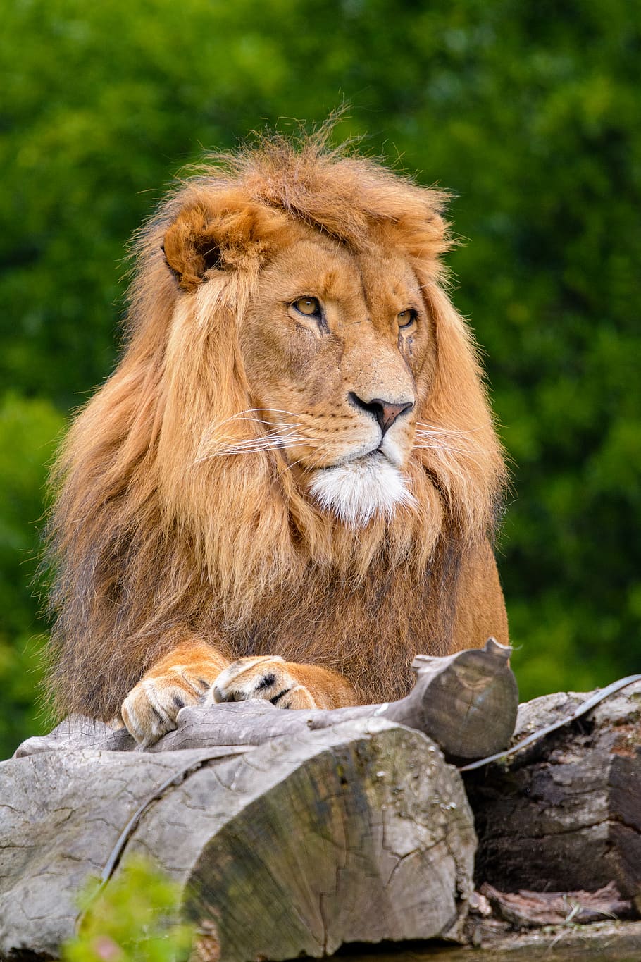 African Lion, brown lion, animal themes, animal, mammal, feline, one animal,  animals in the wild, animal wildlife, cat | Pxfuel