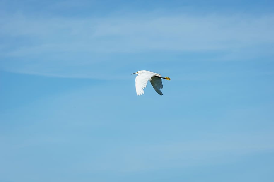 white, bird, flying, blue, sky, stork, crane, wings, animals, one animal