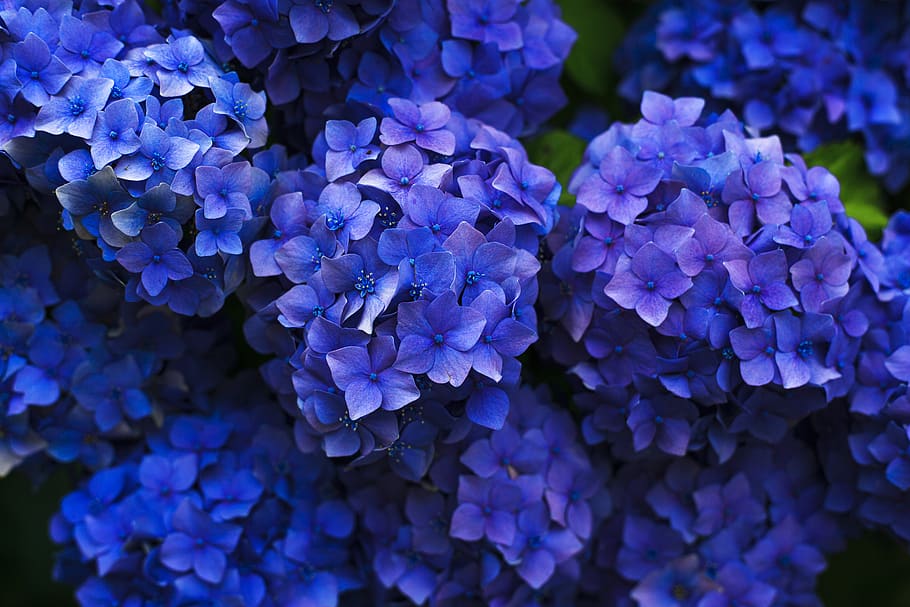 flowers, garden, nature, blue, purple, beauty in nature, flowering plant, flower, hydrangea, plant