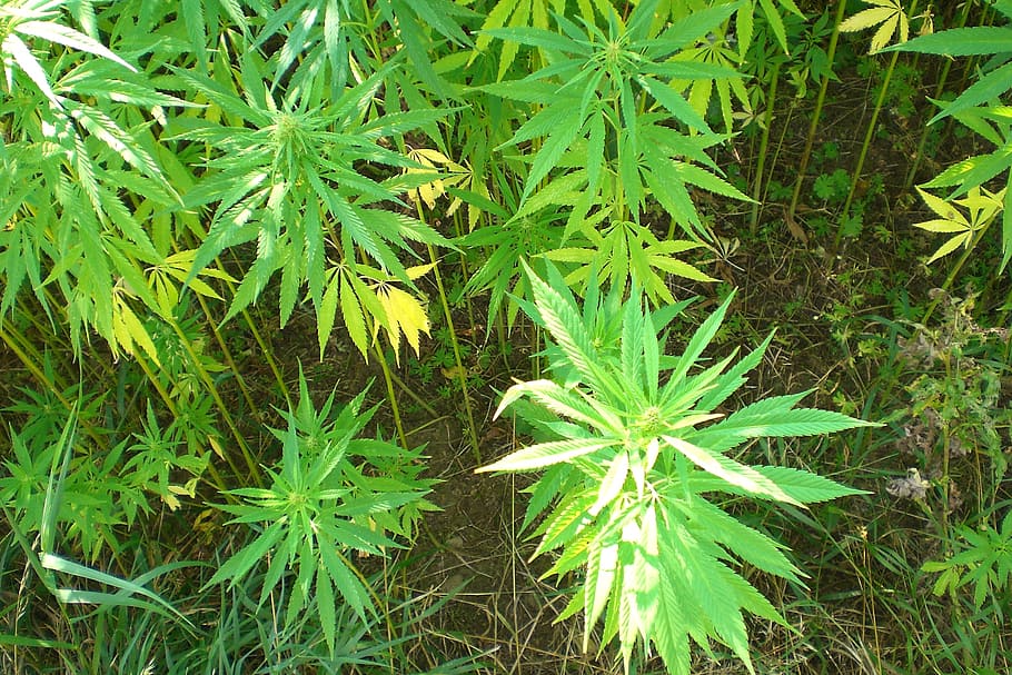 planta de cannabis, durante el día, cannabis, cáñamo industrial, cáñamo, planta, color verde, crecimiento, parte de la planta, belleza en la naturaleza