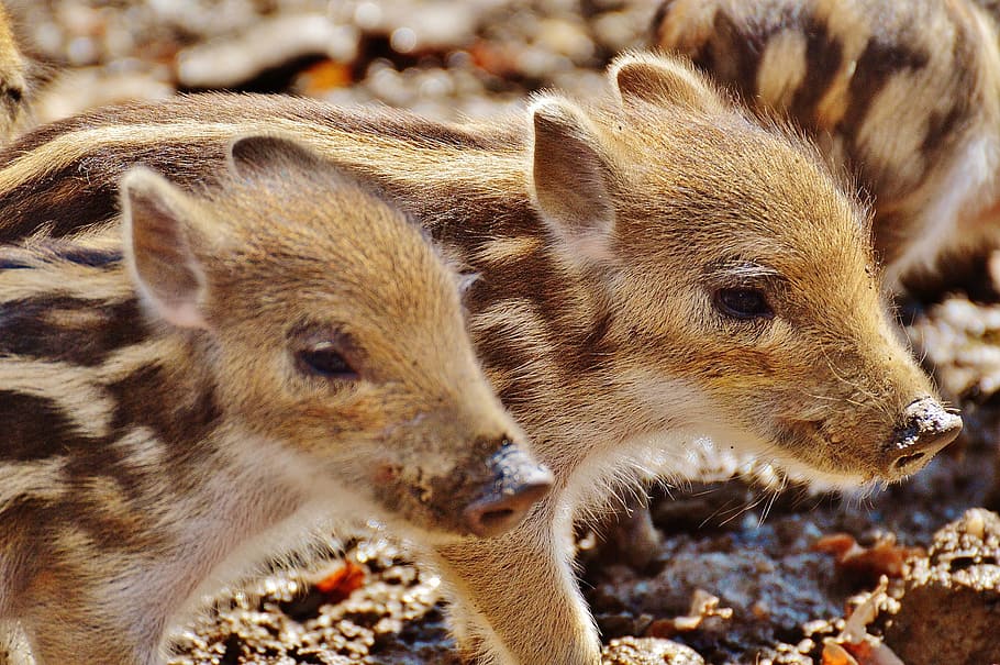 wild pigs, little pig, wildpark poing, young animals, piglet, pig, small, funny, cute, sweet
