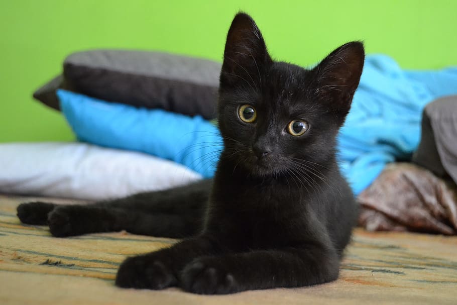kucing hitam berlapis pendek, kucing, anak kucing, hitam, hewan, hewan peliharaan, lucu, kucing hitam, mata, mata kuning