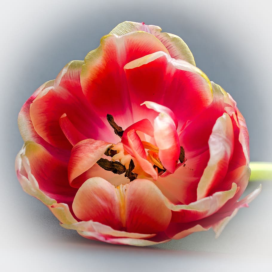 tulip, tulip head, blossom, bloom, flower, tulipa, floral greeting, breeding tulip, spring, schnittblume