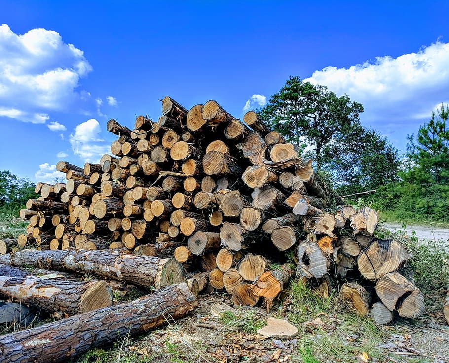 trees, cut wood, forestry, logs, pine logs, logging, tree logging, pile of wood, wood pile, tree