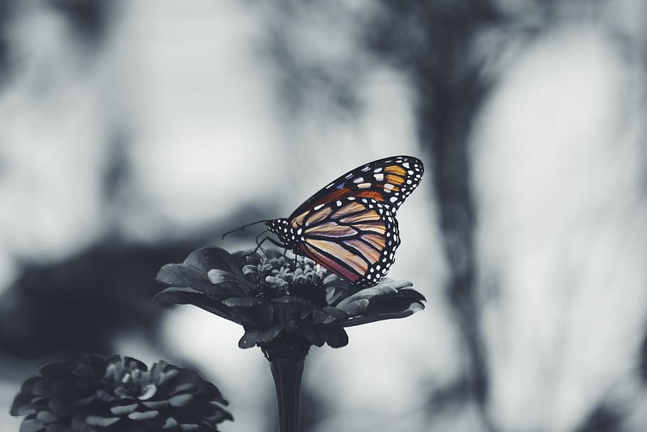 butterfly, flower, nature, plant, insect, gray, blur, animal wing, invertebrate, animal themes