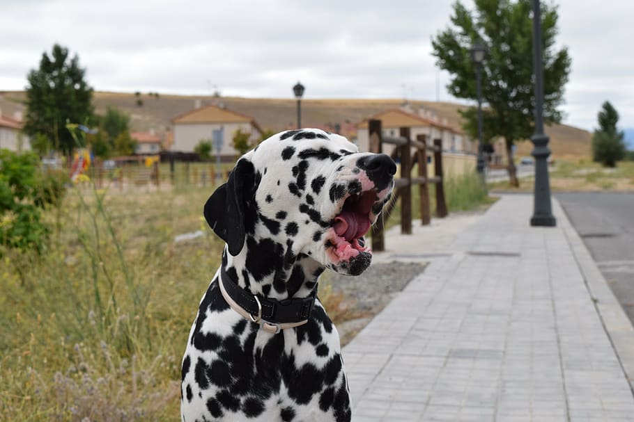 dalmatian, dog, yawn, one animal, dalmatian dog, animal themes, focus on foreground, canine, animal, domestic