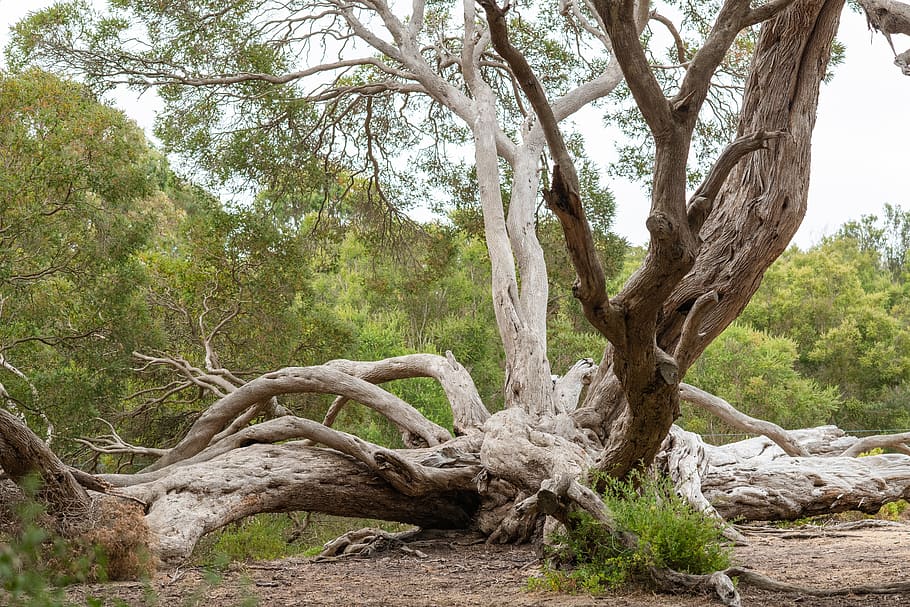 moonah tree, moonahs, melaleuca lanceolata, tree, protected, twisted, nature, environment, australia, plant