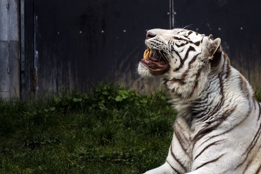 harimau, putih, kebun binatang, buaya, predator, mamalia, kuning kecoklatan, kepala, kucing, satu binatang
