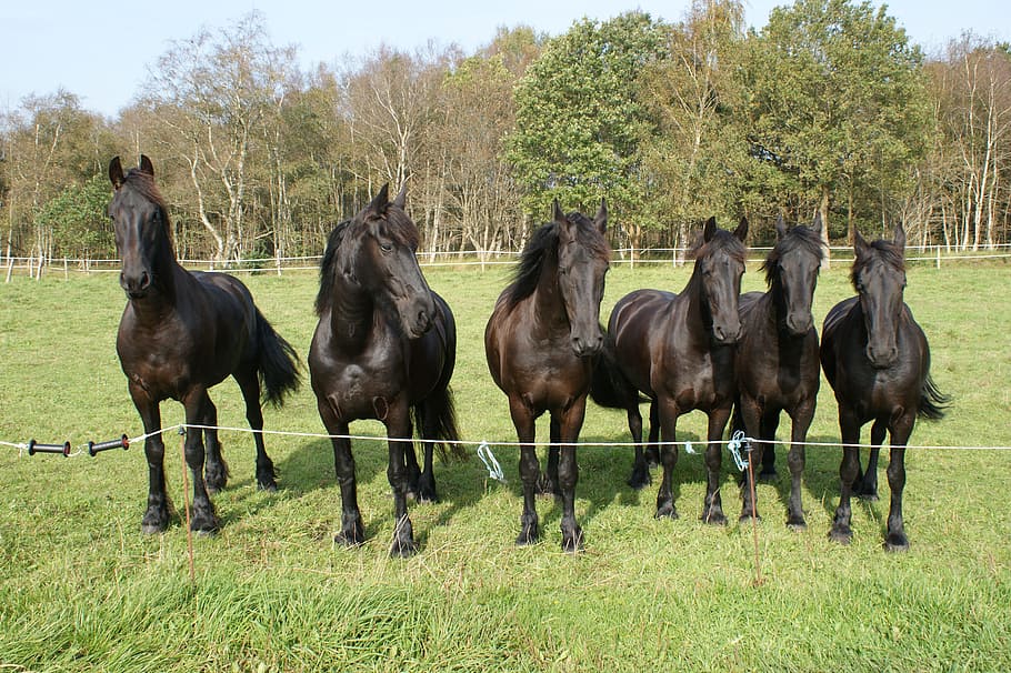Foto, seis, negro, caballos, verde, árboles, durante el día, seis caballos negros, friesen, personal