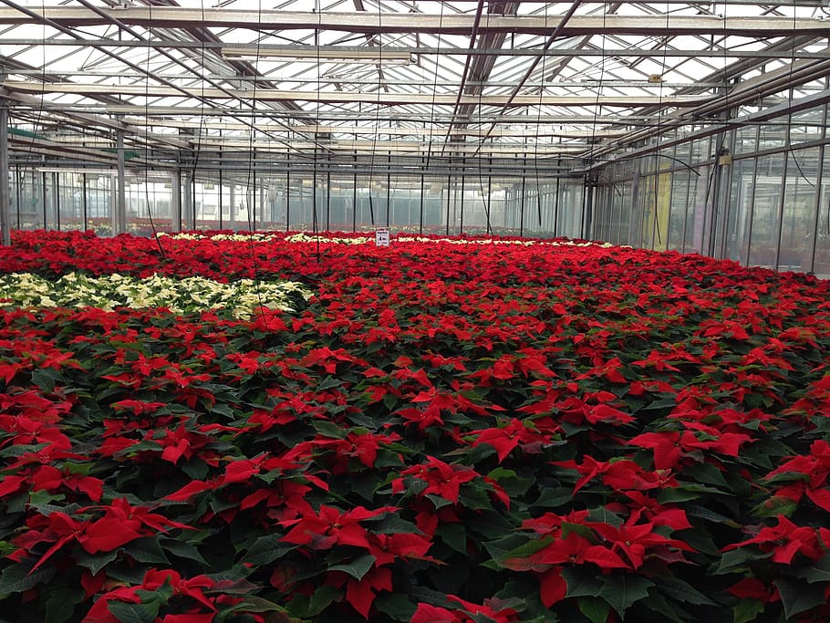shade, red, petaled flowers, poinsettia, rearing, plant, greenhouse, winter, nursery, agriculture