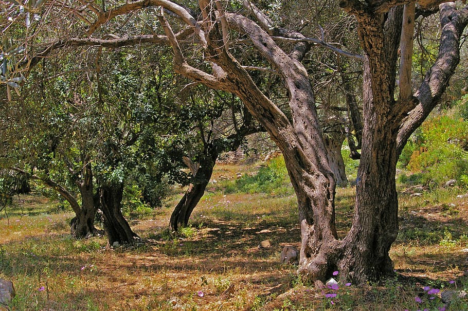 green leafed trees, olive trees, old, olive tree, log, wood, olives, tree, plantation, eat