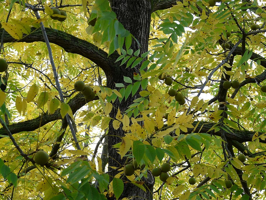 black walnut, tree, park tree, juglans nigra, similar to walnut, walnut crop, juglandaceae, timber, fruits, edible