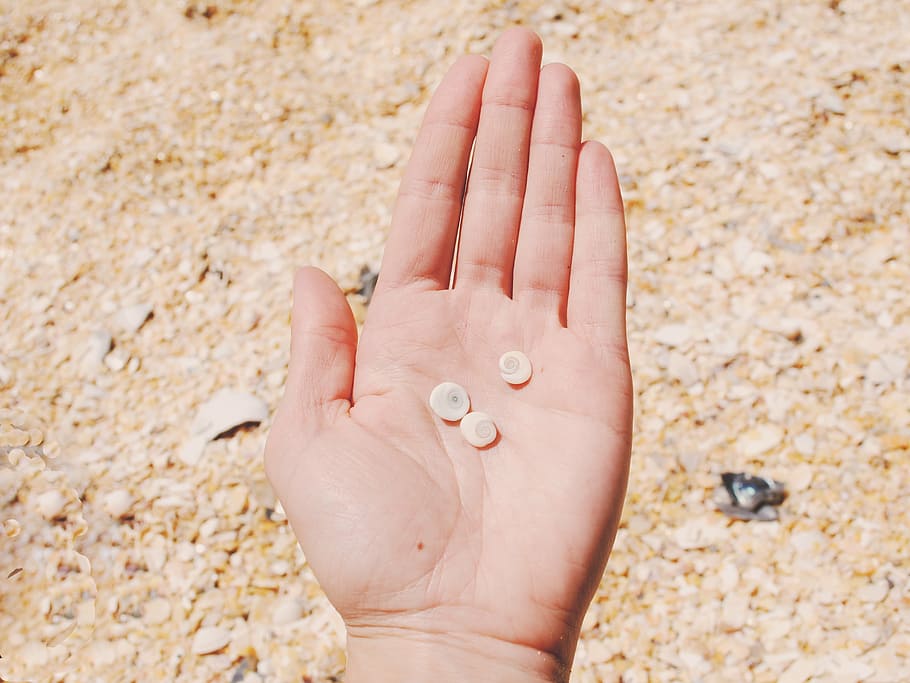 izquierda, persona, palma, tres, piedras, redondo, conchas, humano, manos, conchas marinas