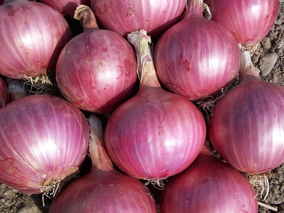 pile of onions, onion, vegetables, power, nature, red onion, food and drink, food, freshness, wellbeing